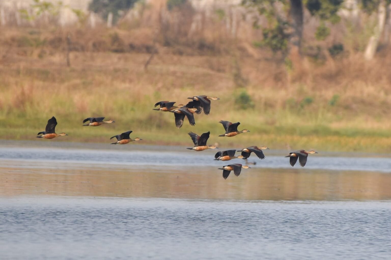 जशपुर: साइबेरिया से हजारों मील उड़कर नीमगांव पहुंचे विदेशी मेहमान; 130 प्रजातियों के पक्षियों से गुलजार हुआ बांध, पर्यटकों का लगा तांता