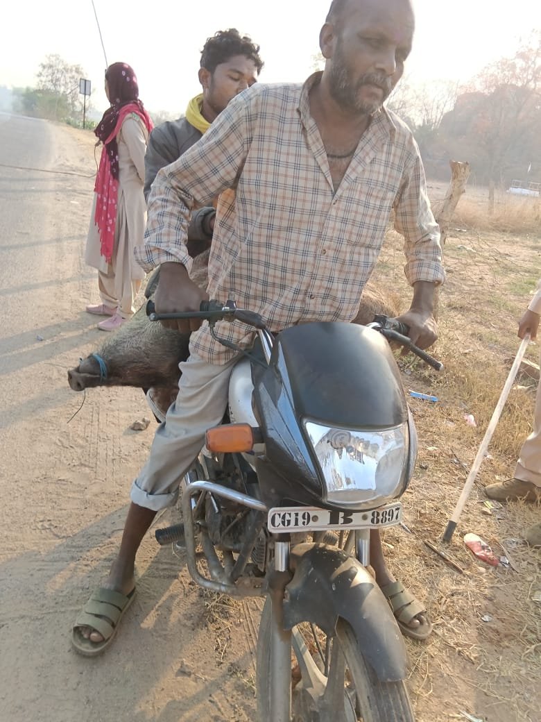 कांकेर में वन्यजीव तस्करों पर वन विभाग का सर्जिकल स्ट्राइक: जंगली सुअर के मांस के साथ 7 आरोपी गिरफ्तार, भेजे गए जेल