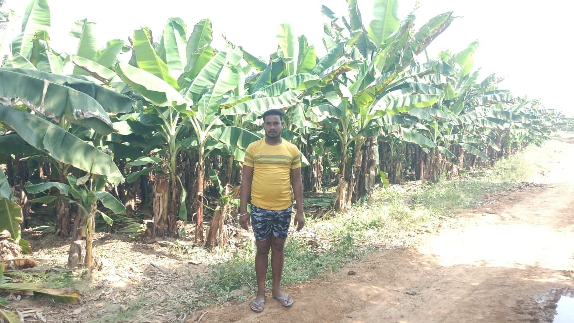 धान की जगह केले ने बदली किस्मत: बिलासपुर के किसान हेतराम ने पारंपरिक खेती छोड़ कमाया लाखों का मुनाफा