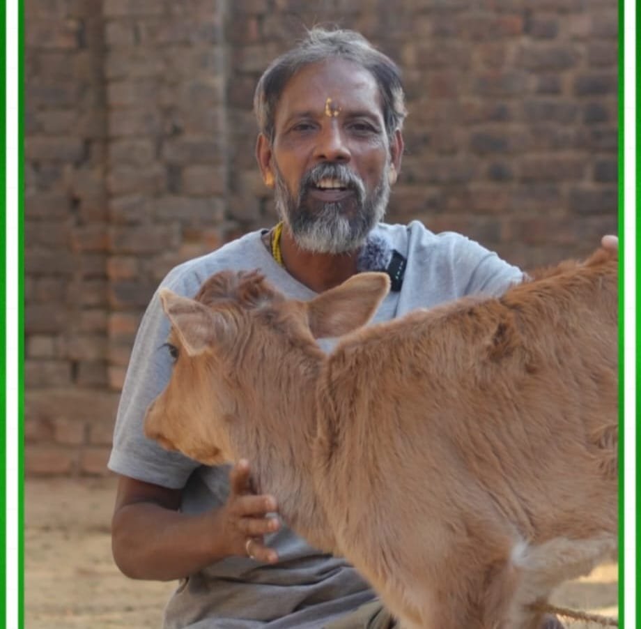 जशपुर में किसान मधुसूदन के लिए गौपालन बना मजबूत आय का जरिया: 27 गायों से रोजाना 60 लीटर दूध का उत्पादन, वर्मी कम्पोस्ट से खेतों को भी लाभ